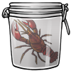 Signal Crayfish in a Jar